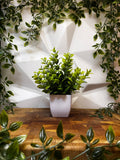 Artificial Plant - Boxwood Style, 21 cm